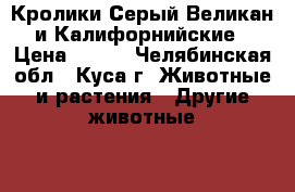 Кролики Серый Великан и Калифорнийские › Цена ­ 500 - Челябинская обл., Куса г. Животные и растения » Другие животные   